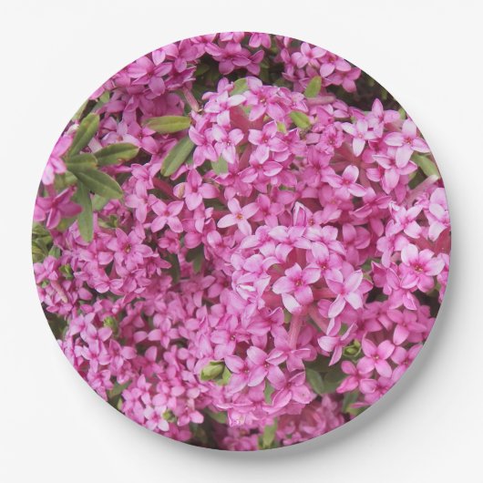 ピンクかわいらしダフネフローラ ペーパープレート (正面)