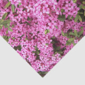 ピンクかわいらしダフネフローラ 薄葉紙 (詳細)