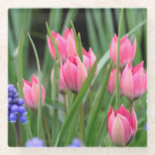 ピンクかわいらしチューリップフラワー写真 – ガラスコースター (正面)