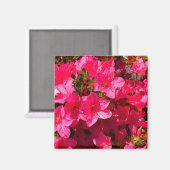 ピンクかわいらしツツジの花、磁石のクローズアップ マグネット (正面/裏面)