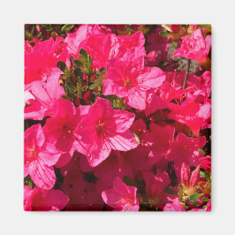 ピンクかわいらしツツジの花、磁石のクローズアップ マグネット