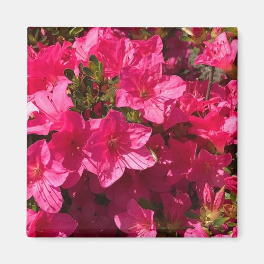 ピンクかわいらしツツジの花、磁石のクローズアップ マグネット (正面)