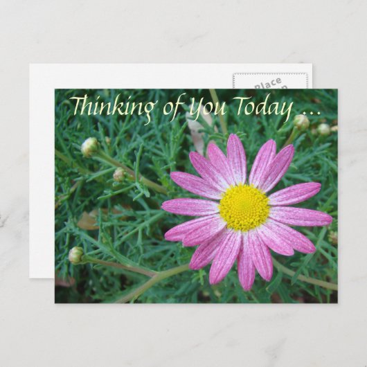 ピンクかわいらしデイジー ポストカード (正面/裏面)