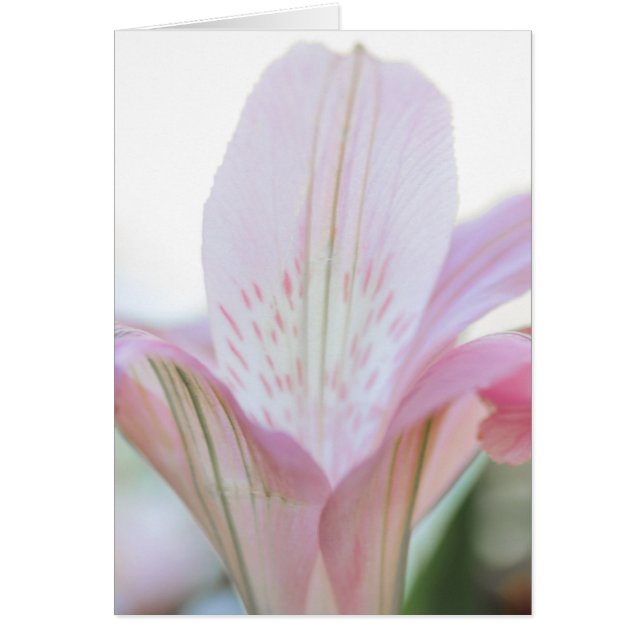 ピンクかわいらしパステルフラワー (正面)