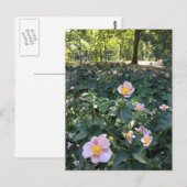 ピンクかわいらしフラワーズセントラルパークNYC春写真 ポストカード (正面/裏面)