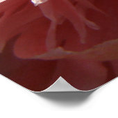 ピンクかわいらしポピープリント ポスター (角)