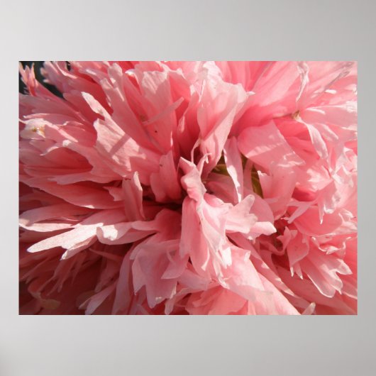 ピンクかわいらしポピープリント ポスター (正面)