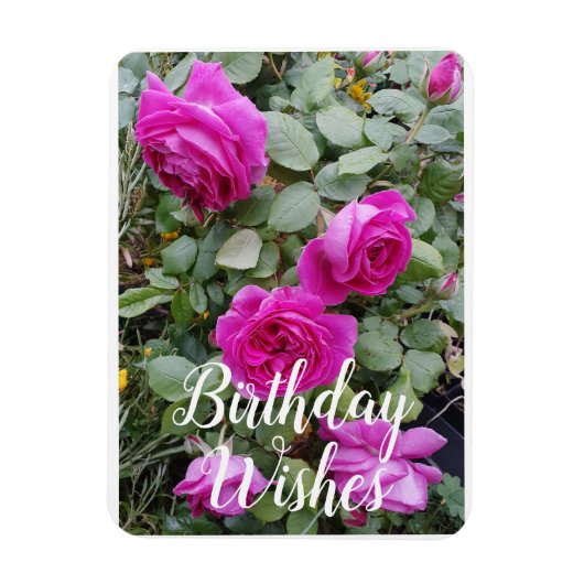ピンクかわいらしヴィンテージバラ花誕生日カード マグネット (縦)