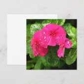 ピンクかわいらし春の花のマクロ写真 (正面/裏面)