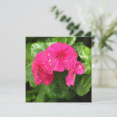 ピンクかわいらし春の花のマクロ写真 (スタンド正面)