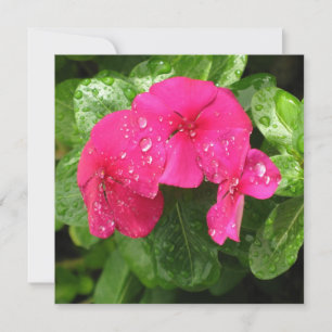 ピンクかわいらし春の花のマクロ写真