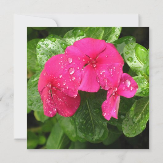 ピンクかわいらし春の花のマクロ写真 (正面)