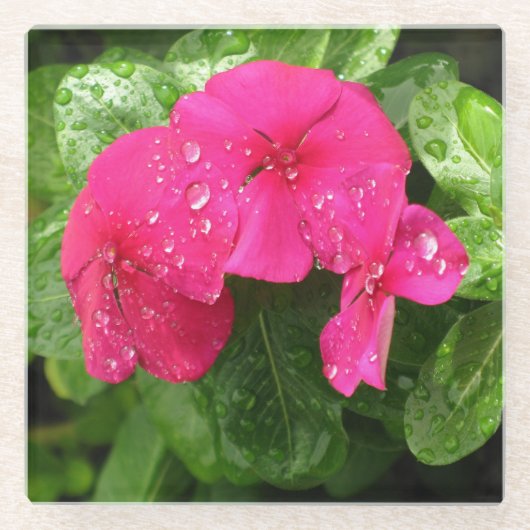 ピンクかわいらし春の花のマクロ写真 ガラスコースター (正面)