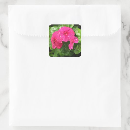 ピンクかわいらし春の花のマクロ写真 スクエアシール (バッグ)