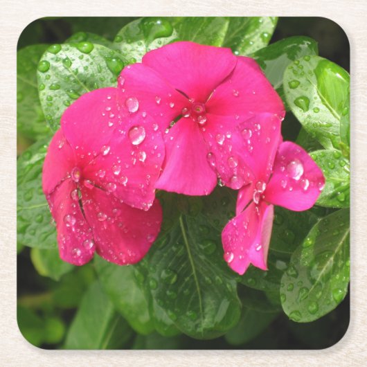 ピンクかわいらし春の花のマクロ写真 スクエアペーパーコースター (正面)