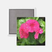ピンクかわいらし春の花のマクロ写真 マグネット (正面/裏面)