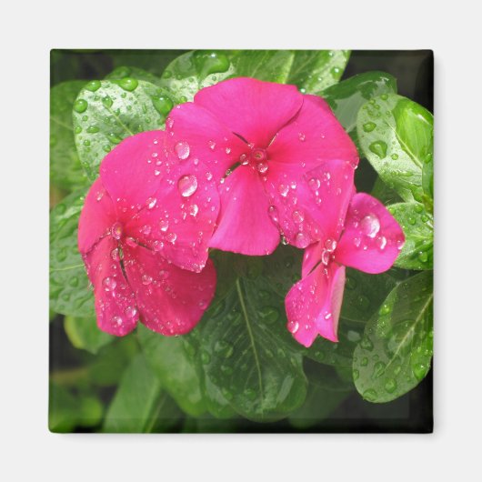 ピンクかわいらし春の花のマクロ写真 マグネット (正面)