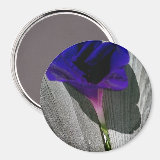 ピンクかわいらし紫の朝顔の花 マグネット (正面/裏面)