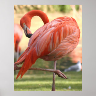 ピンクかわいらし色で ポスター