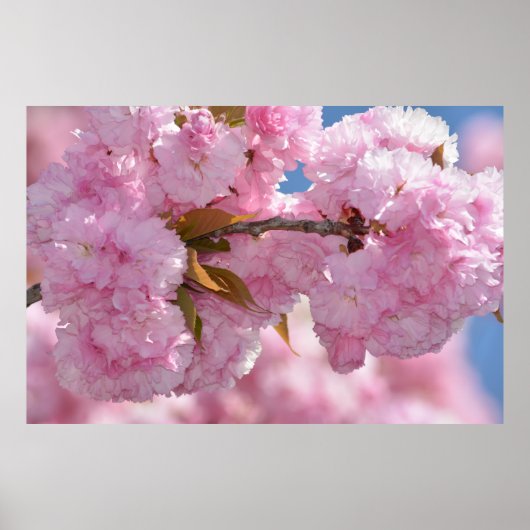 ピンクかわいらし色の花の木 ポスター (正面)