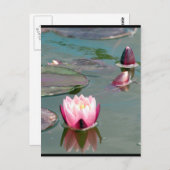 ピンクかわいらし《植物》スイレンはがき ポストカード (正面/裏面)