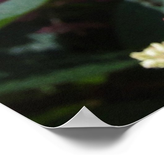 ピンクがかったウインキーのあじさい花が咲く低木 ポスター (角)