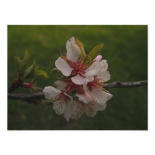 ピンクさくらんぼ花フローラ写真 フォトプリント