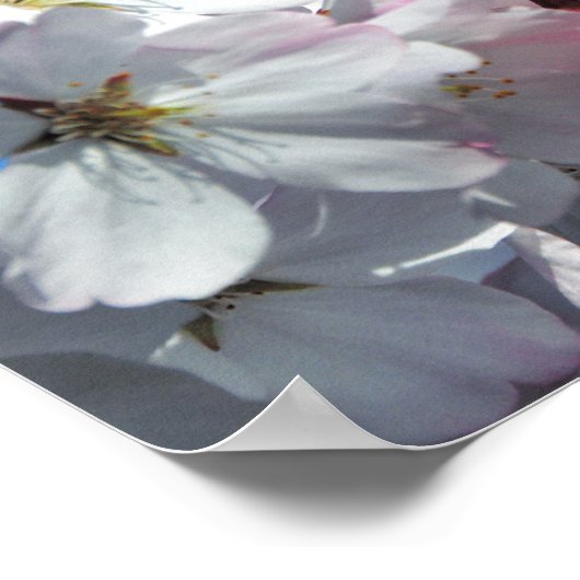 ピンクさくらんぼ花ポスター ポスター (角)