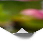 ピンクさくらんぼ花芽 ポスター (コーナー)