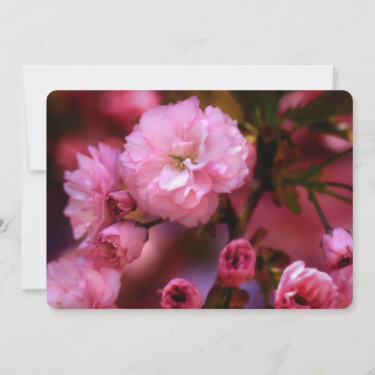 ピンクさくらんぼ花記念事業発表 招待状 (裏面)