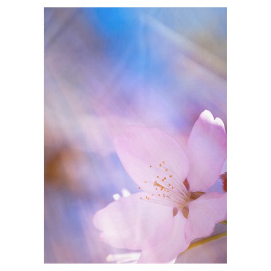 ピンクさくらんぼ花 テーブルクロス (正面)