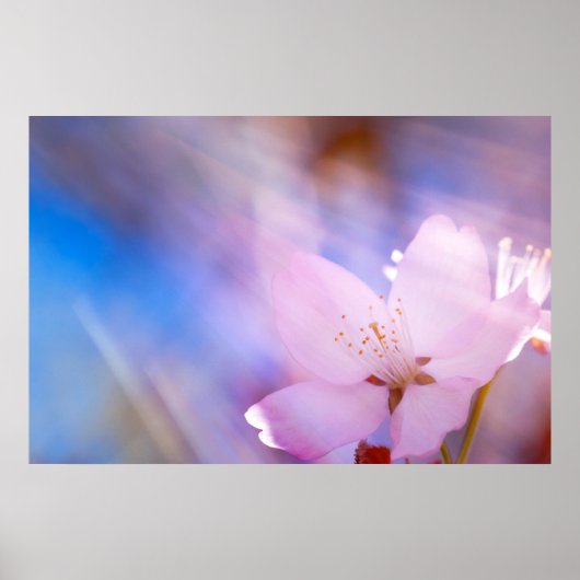ピンクさくらんぼ花 ポスター (正面)