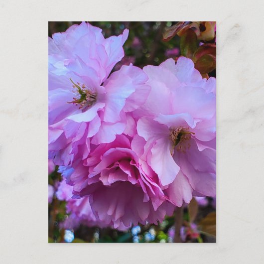 ピンクさくらんぼ花 ポストカード (正面)