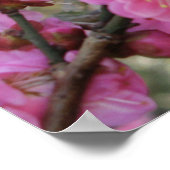 ピンクさくらんぼ花/桜/サクラ(桜) ポスター (角)