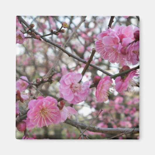 ピンクさくらんぼ花/桜/サクラ(桜) マグネット (正面)