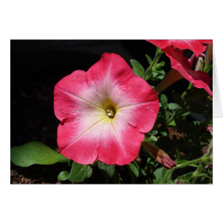 ピンクでかわいらしい