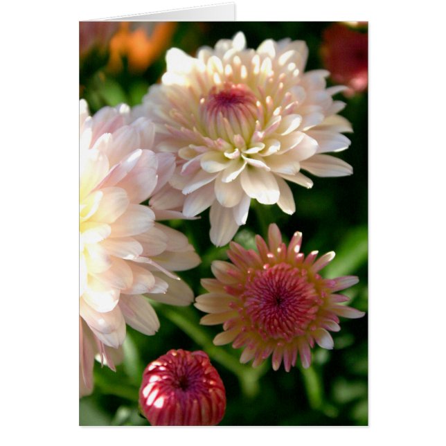 ピンクでかわいらしい (正面)