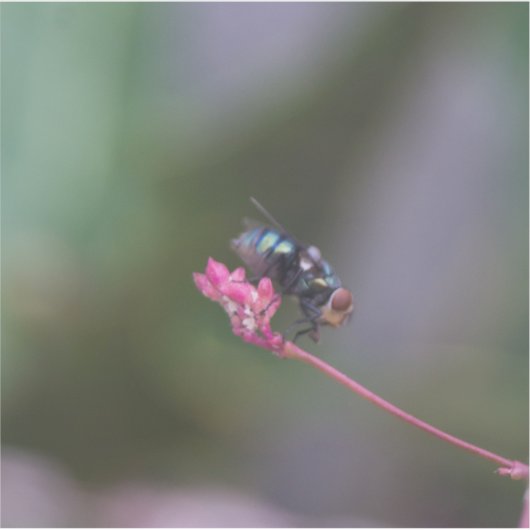 ピンクで飛ぶ シール (正面)