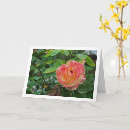 ピンクとイエローのバラの花の肖像 カード (黄色い花)