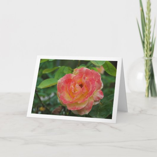 ピンクとイエローの花のバラの肖像 カード (正面)
