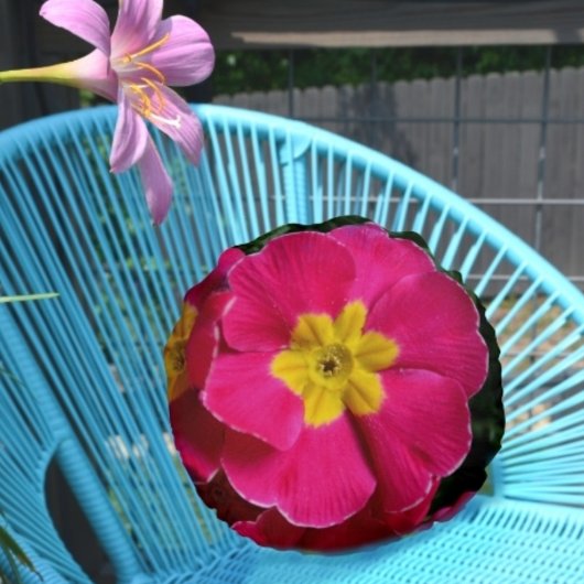 ピンクとイエロープリムローズブライトフローラ植物学 ラウンドクッション