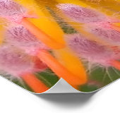 ピンクとオレンジのピンクッション プロテア科 ポスター (角)
