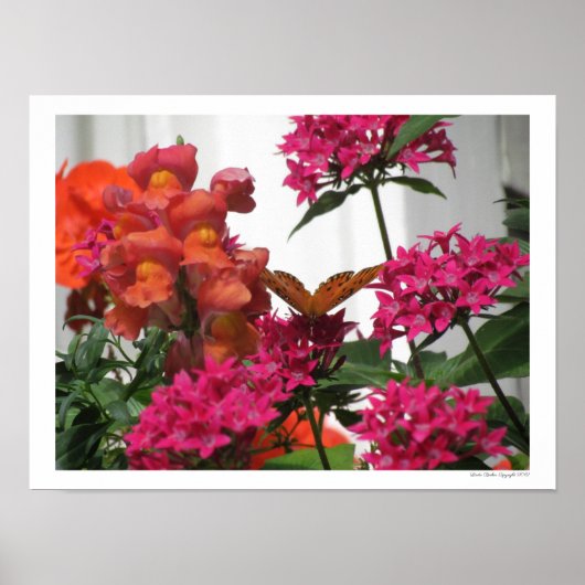 ピンクとオレンジの花の間の蝶 ポスター (正面)