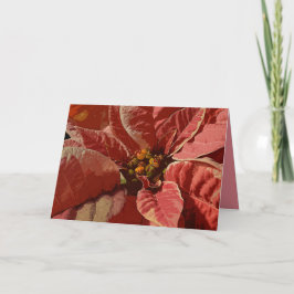 ピンクとクリームポインセティアス シーズンカード