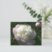 ピンクとクリーム色の芍薬のはがき ポストカード (スタンド正面)