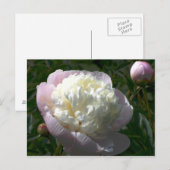 ピンクとクリーム色の芍薬のはがき ポストカード (正面/裏面)