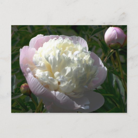 ピンクとクリーム色の芍薬のはがき ポストカード (正面)