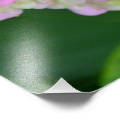 ピンクとグリーンのあじさい フォトプリント            (角)