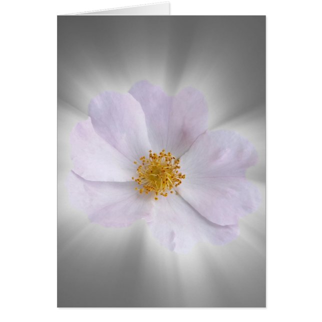 ピンクとグレー (正面)