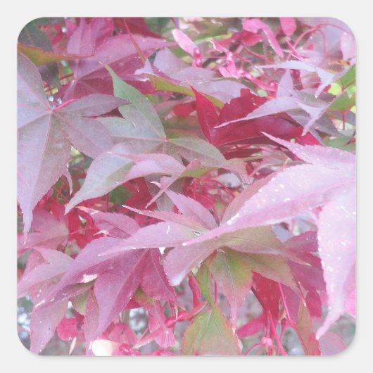 ピンクとセージの紅葉 スクエアシール (正面)